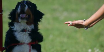 Posłuszeństwo podstawowe