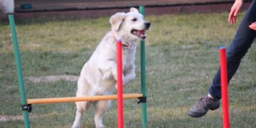 Posłuszeństwo zaawansowane